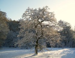 Bishops Park, Bishop Auckland, Durham 6th Jan 2010 Wallpaper