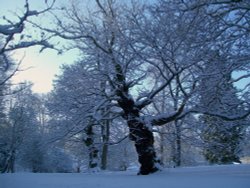 Bishops Park, Bishop Auckland, Durham 6th Jan 2010 Wallpaper