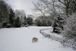 Sniffing out the snow Wallpaper