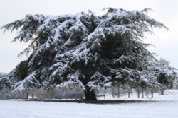 Snow covered tree Wallpaper