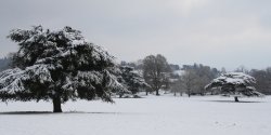 View of the tree's at Killerton Wallpaper