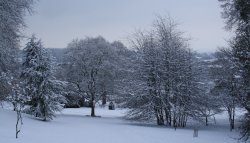 A view over the tree's Wallpaper