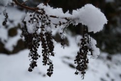 Dried foliage in the snow Wallpaper