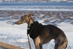 A frozen Exe Estuary with Jasper Wallpaper