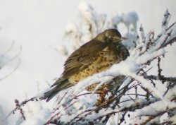 Winter in Tattershall Country Park Wallpaper