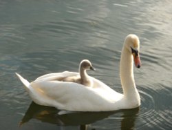 Tattershall Country Park (Waterski lake) Wallpaper