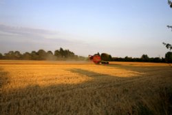 Harvest in.. Wallpaper