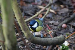 Great Tit Wallpaper