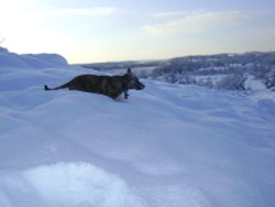 Bear in the Frensham snow!