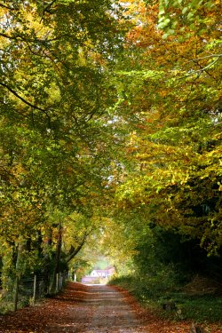 Autumn walk