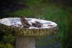 Sparrows taking a bath! Wallpaper