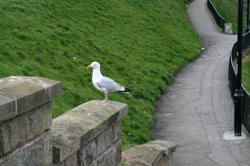 Whitby Wallpaper