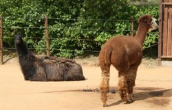 Colchester Zoo Wallpaper