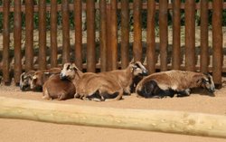 Colchester Zoo Wallpaper