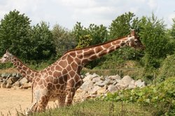 Colchester Zoo Wallpaper