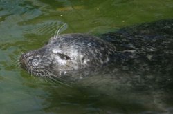 Colchester Zoo Wallpaper