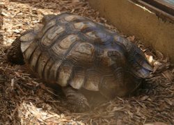 Colchester Zoo Wallpaper