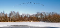 Canada Geese