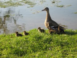 Mummy and baby ducklings taken at Bushey Park