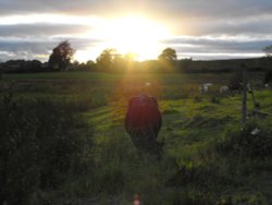 Irish cattle at sunset