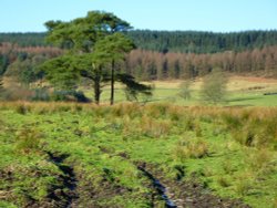 Longridge Fell Wallpaper