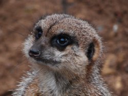 Meerkat