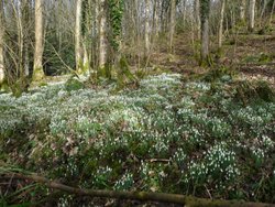 Snowdrops Wallpaper