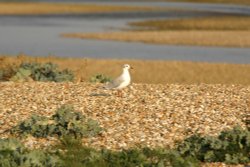 The Gull on patrol Wallpaper