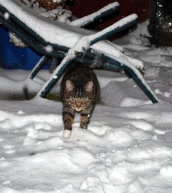 Snow Cat