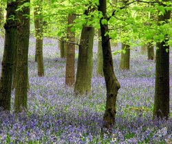 Bluebell Woods