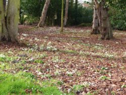 Snowdrops in the wood Wallpaper