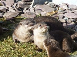 More otters