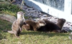 Otters again