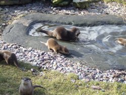 Otters again