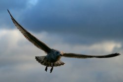 Juvenile Herring Gull Wallpaper