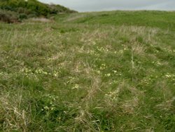 Primroses at Sharkham Point. Wallpaper