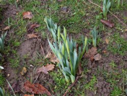 Budding up in the wood Wallpaper