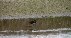 Titchwell Marsh Nature Reserve Wallpaper