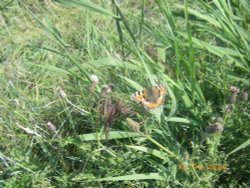 Titchwell Marsh Nature Reserve Wallpaper