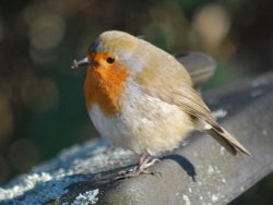 Robin in Jubilee Gardens Wallpaper