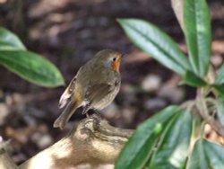 Rear end of a robin Wallpaper