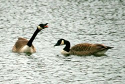 Canada Geese. Wallpaper