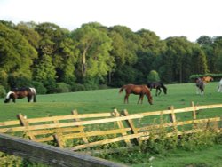 Peacefully grazing at sunset, near Helmsley Wallpaper