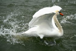 Mute Swan Wallpaper