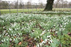 Snowdrops at Raveningham Hall