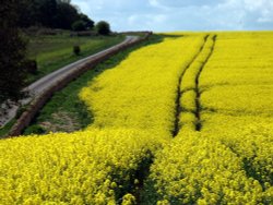 Oil seed rape