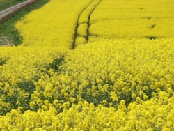 Oil seed rape Wallpaper