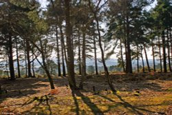 Arne Nature Reserve, Dorset. Wallpaper