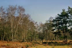 Arne Nature Reserve, Dorset. Wallpaper