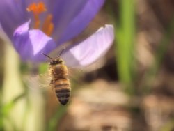 Hovering Bee in my garden, Steeple Claydon, Bucks